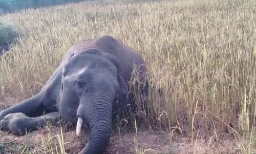 खेत में मिला हाथी का शव, मौत की वजह अज्ञात खेत में मिला हाथी का शव, मौत की वजह अज्ञात