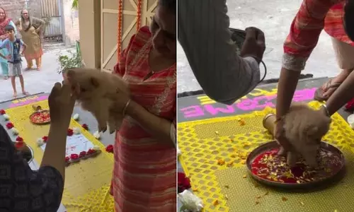 दुल्हन की तरह हुआ क्यूट डॉग का स्वागत, जमकर वायरल हुआ Video