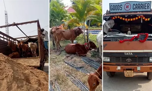 बालोद में वाहन से 27 मवेशियों का रेस्क्यू बालोद में वाहन से 27 मवेशियों का रेस्क्यू