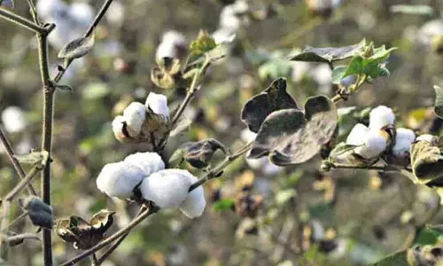 कपास की खरीद फिर से शुरू होगी, CCI मानदंडों में ढील देने पर सहमत