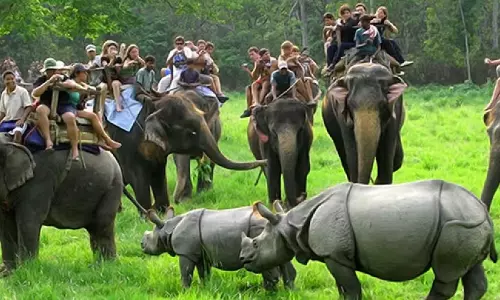 Assam : थाईलैंड में काजीरंगा महावतों को प्रशिक्षण दिए