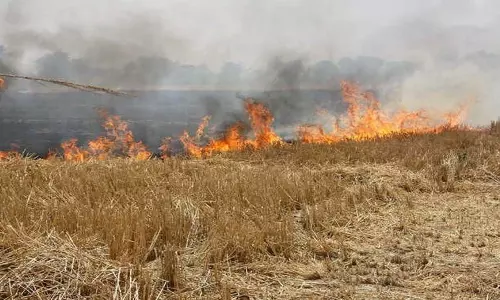 Punjab: खेतों में आग लगाने के अब तक 7,000 से अधिक मामले सामने आए