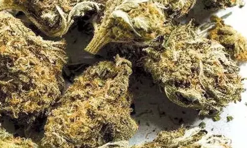 Telangana: आबकारी पुलिस ने 2.90 करोड़ रुपये का गांजा नष्ट किया Telangana: आबकारी पुलिस ने 2.90 करोड़ रुपये का गांजा नष्ट किया