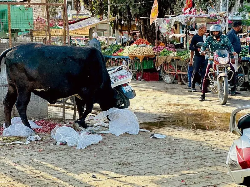 Haryana : हमारे पाठक क्या कहते हैं हिसार को गोवंश मुक्त बनाने के प्रयास जारी