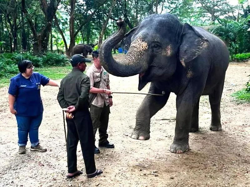 Assam : पहली बार काजीरंगा महावतों को थाईलैंड में प्रशिक्षण दिया गया