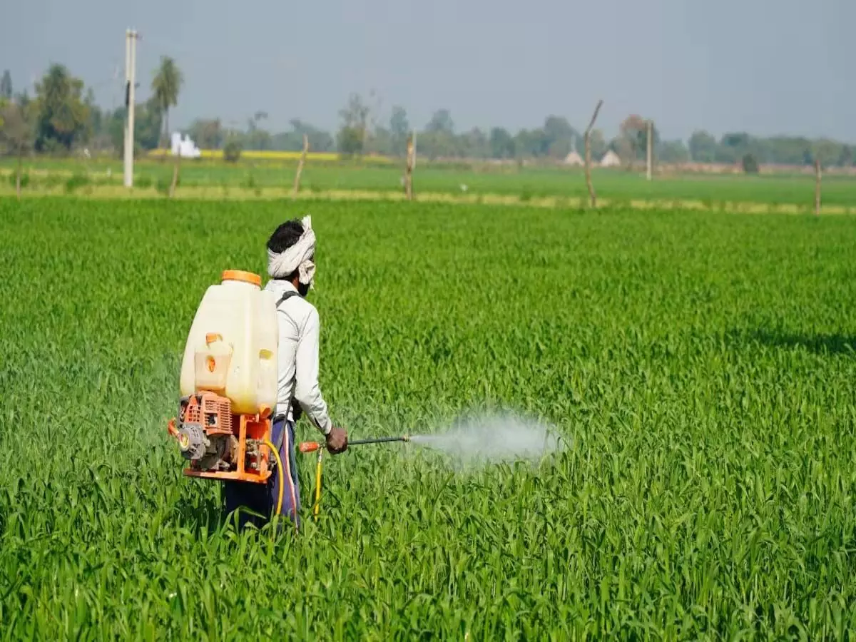 Insecticides India Q2 परिणाम: लाभ में 15.69% की वृद्धि हुई