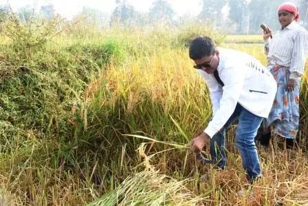 गिरदावरी का सत्यापन करने खेतों में उतरे कलेक्टर