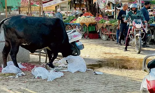 Haryana : हमारे पाठक क्या कहते हैं हिसार को गोवंश मुक्त बनाने के प्रयास जारी Haryana : हमारे पाठक क्या कहते हैं हिसार को गोवंश मुक्त बनाने के प्रयास जारी
