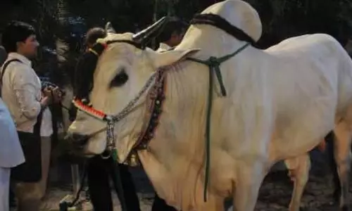 Cuttack बिदानासी इलाके में सांड के हमले में बुजुर्ग की मौत