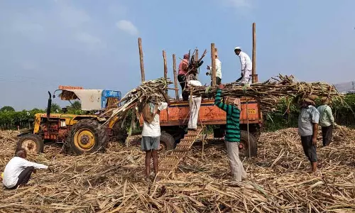 पंजाब सरकार गन्ने का SAP 10 रुपये प्रति क्विंटल बढ़ा सकती