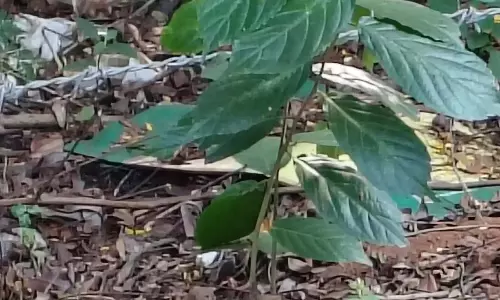 खराब सुविधाओं के कारण OU के छात्रों की कक्षाएं बाधित खराब सुविधाओं के कारण OU के छात्रों की कक्षाएं बाधित
