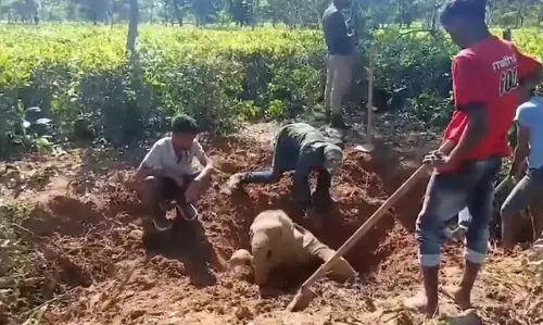Assam : वन अधिकारियों ने रंगापारा में चाय बागान के गड्ढे में फंसे हाथी के बच्चे को बचाया