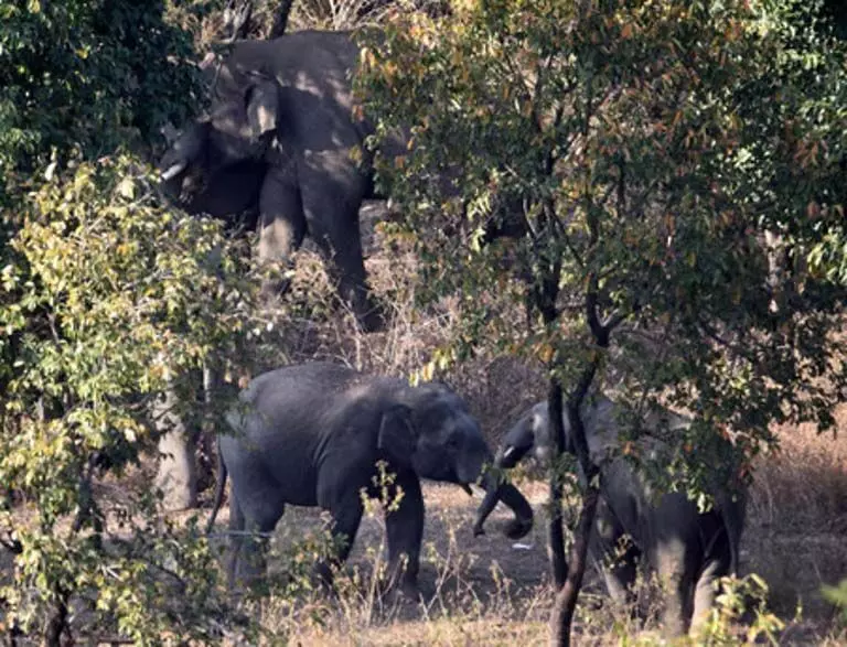 NGT के नोटिस के बाद इस्लाम नगर के लिए वन भूमि हड़पने की जांच के आदेश