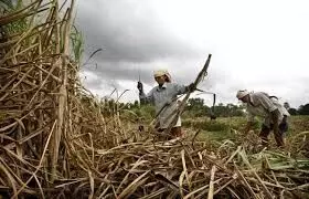 Muzaffarnagar: अवशेष गन्ना मूल्य भुगतान पर DM सख्ती से कराये वसूली: कमिश्नर