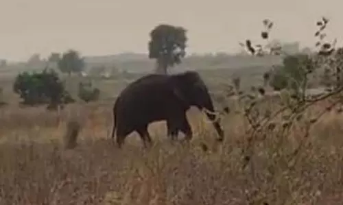 Rourkela में घुसा हाथी, हमीरपुर इलाके में बुजुर्ग को कुचलकर मार डाला