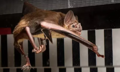 Vampire चमगादड़ों के पास ऊर्जा प्राप्त करने का एक बहुत ही अजीब तरीका