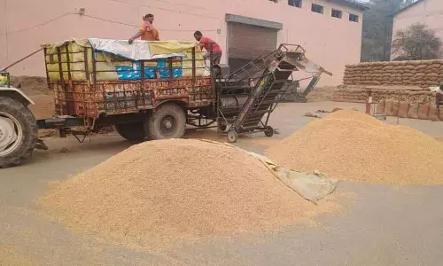 Himachal: धान की खरीद जारी Himachal: धान की खरीद जारी