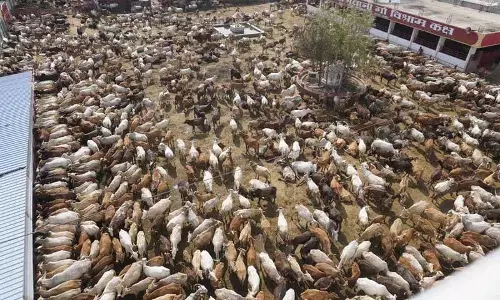 Satyam Shivam Sundaram गौ निवास में महा अन्नकूट महोत्सव मनाया जाएगा Satyam Shivam Sundaram गौ निवास में महा अन्नकूट महोत्सव मनाया जाएगा