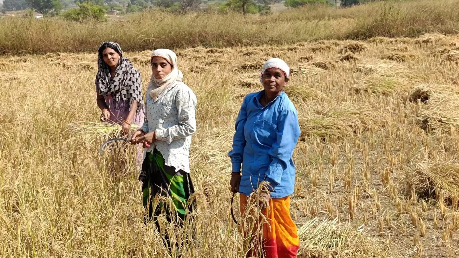 छत्तीसगढ़ में किसानों के पसीने का सम्मान, विष्णु सरकार का साहसिक कदम