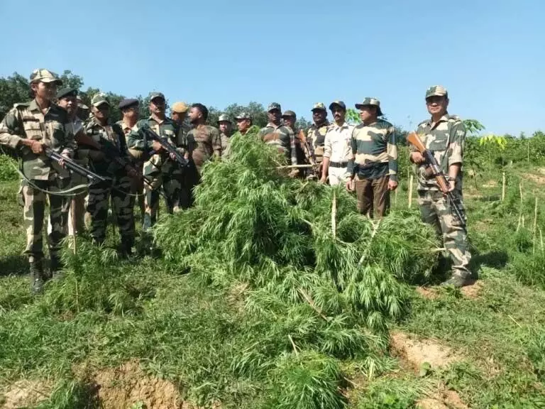 त्रिपुरा: BSF ने संयुक्त अभियान में अवैध भांग की खेती नष्ट की