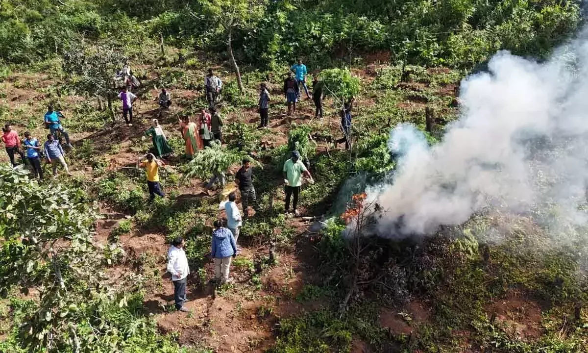 Andhra सरकार के कर्मचारियों ने भांग की खेती के खिलाफ़ लड़ाई में ड्रोन का इस्तेमाल किया