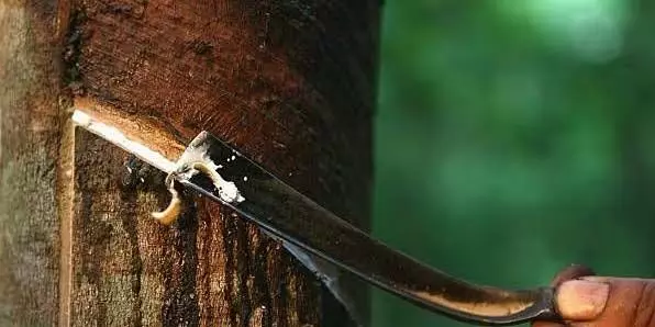 Kerala के किसानों को नुकसान का सामना करना पड़ रहा क्योंकि आयातित मिश्रित रबर बाजार में भर गया