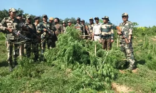 त्रिपुरा: BSF ने संयुक्त अभियान में अवैध भांग की खेती नष्ट की