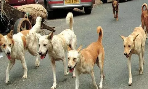 रोजाना 25 लोगों को काट रहे आवारा कुत्ते, डर रहे मार्निंग वॉक पर जाने से