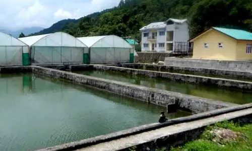 Himachal की नदियों में 1 लाख से अधिक मछली के बीज छोड़े गए