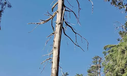 सर्दियों की बर्फबारी से पहले Shimla में काटे जाएंगे 118 खतरनाक पेड़ सर्दियों की बर्फबारी से पहले Shimla में काटे जाएंगे 118 खतरनाक पेड़