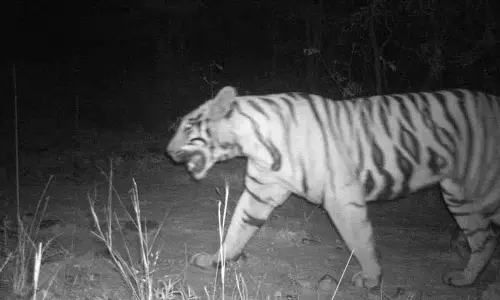 Mancherial में देखा गया बाघ तिरयानी के जंगलों में लौटा Mancherial में देखा गया बाघ तिरयानी के जंगलों में लौटा