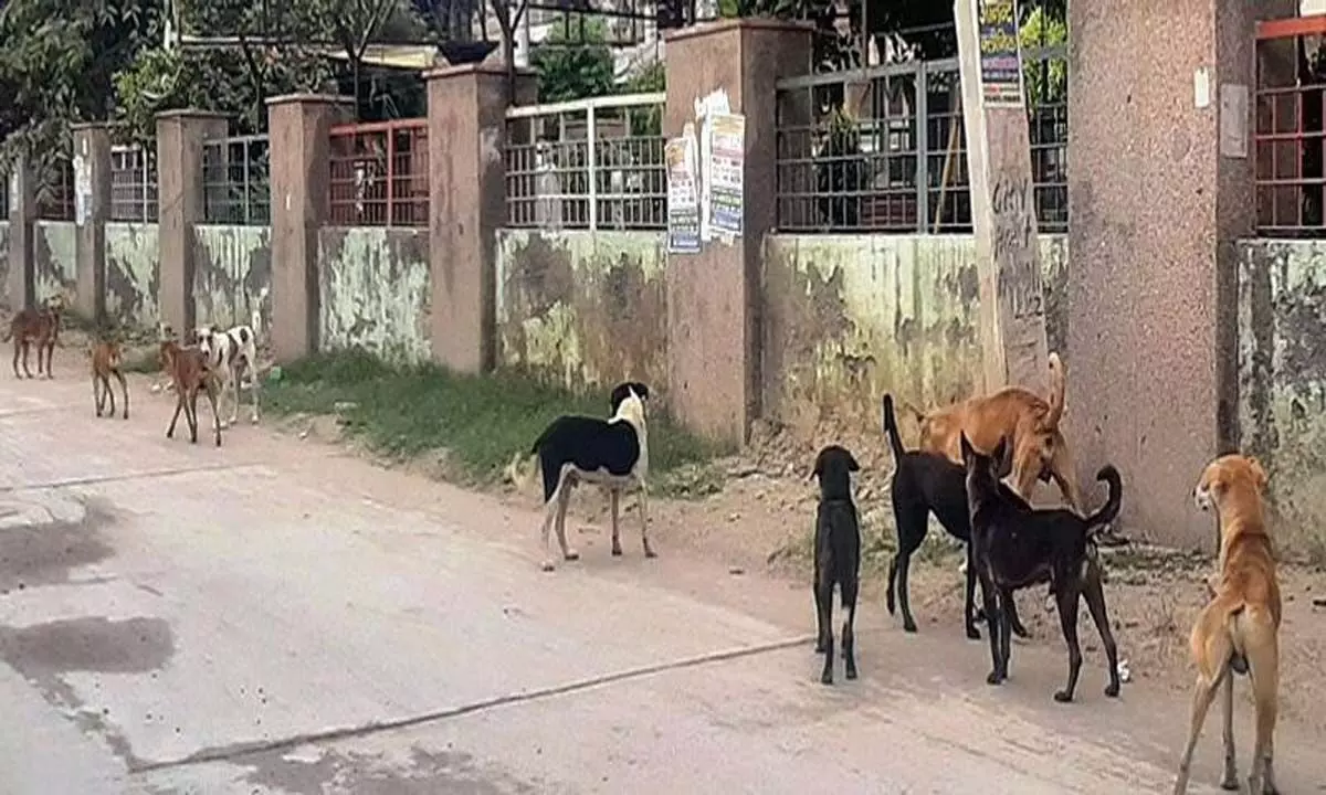 J&K: आवारा कुत्तों की मौत के बाद जम्मू विश्वविद्यालय बनाएगा पशु कल्याण क्लब