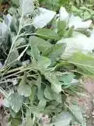 Winter Vegetables: सर्दियों में जरूर खाएं ये हरी पत्तेदार सब्जियां