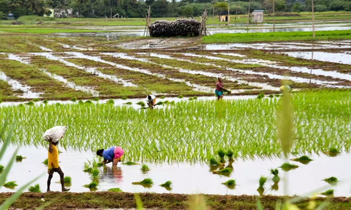 Tamil Nadu: वाडीपट्टी के किसान कुरुवई की खराब फसल से दुखी