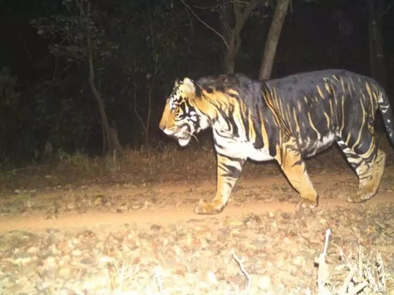 ताड़ोबा से दूसरी बाघिन Odisha के सिमिलिपाल टाइगर रिजर्व पहुंची