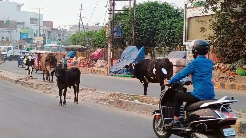 Haryana : हमारे पाठक क्या कहते हैं करनाल की सड़कों पर घूमते हैं आवारा पशु