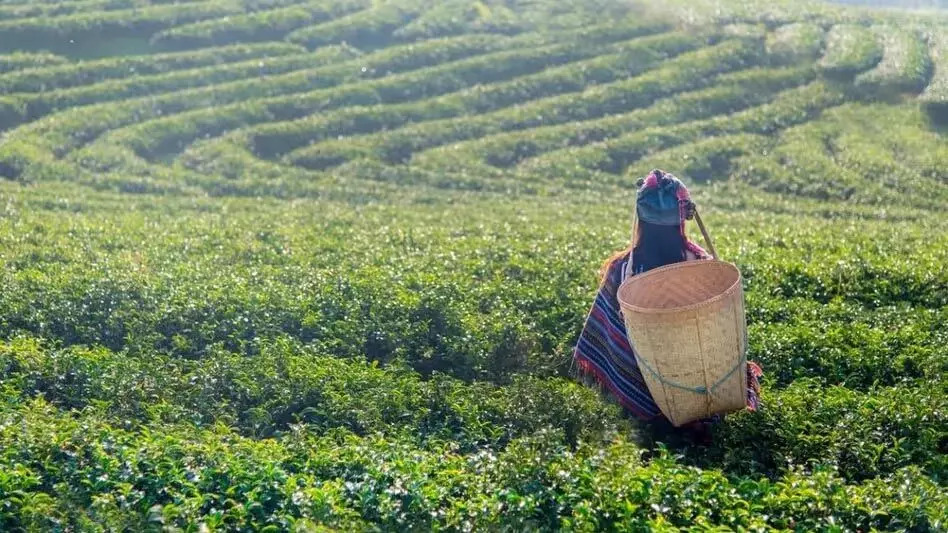 Assam चाय निगम को संपत्ति सूचीबद्ध करने का आदेश दिया