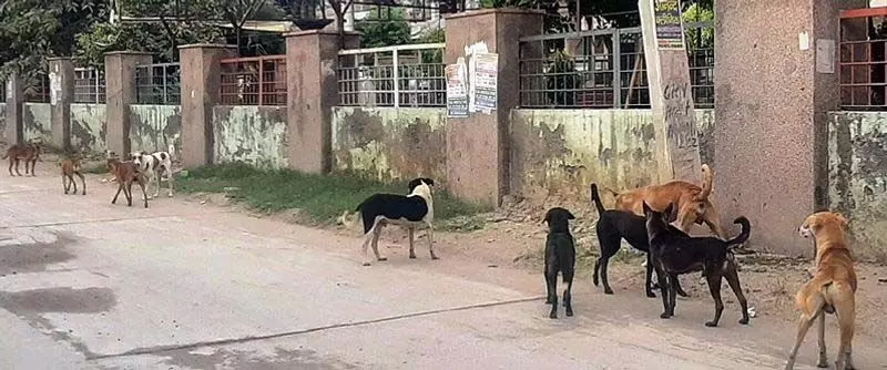 आवारा कुत्तों की मौत के बाद Jammu विश्वविद्यालय बनाएगा पशु कल्याण क्लब