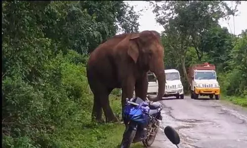 Tamil Nadu: पूंडी सिवान मंदिर में पूजा की दुकान पर टस्कर ने किया हमला Tamil Nadu: पूंडी सिवान मंदिर में पूजा की दुकान पर टस्कर ने किया हमला