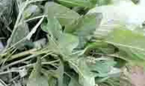Winter Vegetables: सर्दियों में जरूर खाएं ये हरी पत्तेदार सब्जियां