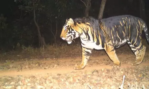 ताड़ोबा से दूसरी बाघिन Odisha के सिमिलिपाल टाइगर रिजर्व पहुंची