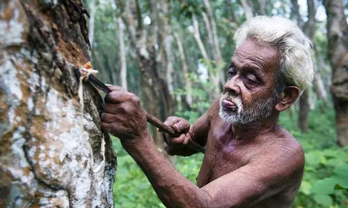 पहली बार Kerala रबर किसान बिक्री बंद करेंगे: बढ़ती उत्पादन लागत के कारण