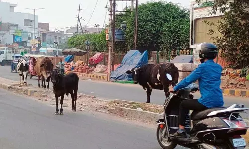 Haryana : हमारे पाठक क्या कहते हैं करनाल की सड़कों पर घूमते हैं आवारा पशु Haryana : हमारे पाठक क्या कहते हैं करनाल की सड़कों पर घूमते हैं आवारा पशु