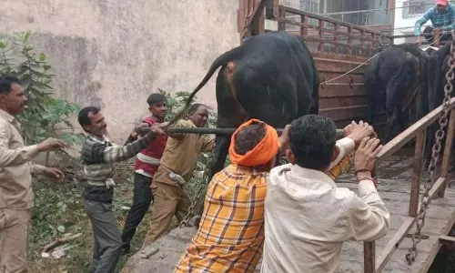 Haryana : यमुनानगर, जगाधरी में नगर निगम की टीमों ने 19 आवारा पशु पकड़े Haryana : यमुनानगर, जगाधरी में नगर निगम की टीमों ने 19 आवारा पशु पकड़े