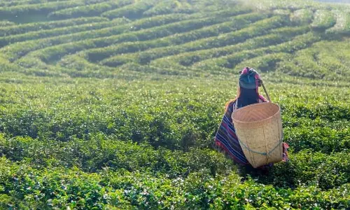 Assam चाय निगम को संपत्ति सूचीबद्ध करने का आदेश दिया Assam चाय निगम को संपत्ति सूचीबद्ध करने का आदेश दिया