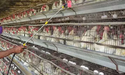 Bird flu का पड़ा गहरा असर, 46 मानव के साथ 107 मिलियन मुर्गियां प्रभावित Bird flu का पड़ा गहरा असर, 46 मानव के साथ 107 मिलियन मुर्गियां प्रभावित