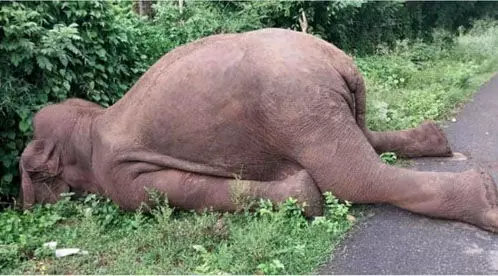 बांधवगढ़ में हाथियों की मौत से किसानों की मुसीबत बढ़ी