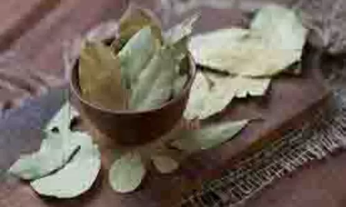 Health: शुगर का अचूक उपाय है रसोई में रखा ये एक पत्ता Health: शुगर का अचूक उपाय है रसोई में रखा ये एक पत्ता