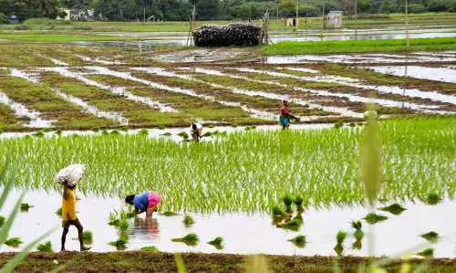 Telangana: धान की अच्छी किस्म की खेती के लिए 500 रुपये का बोनस ऑफर Telangana: धान की अच्छी किस्म की खेती के लिए 500 रुपये का बोनस ऑफर