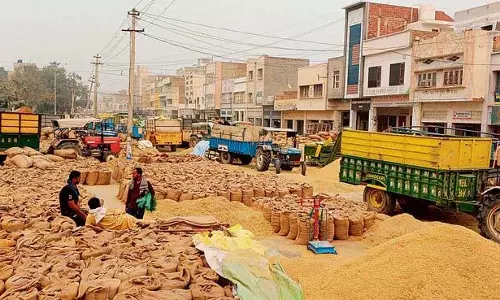 Haryana : सिरसा अनाज मंडी में धान की ढुलाई के नियम कड़े